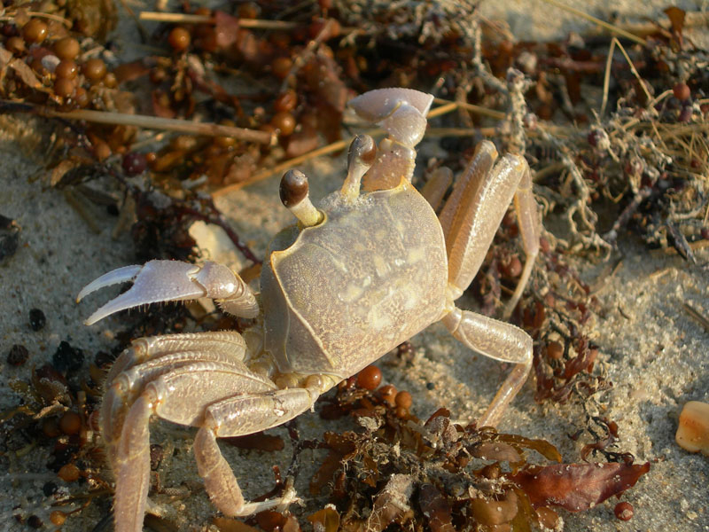 Ghost crab