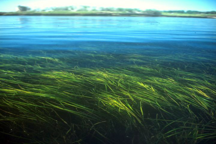 Eelgrass Meadow