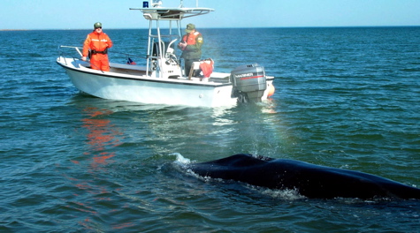 Minke Whale