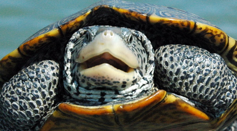 Diamondback terrapin