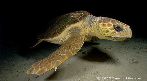 Loggerhead sea turtle