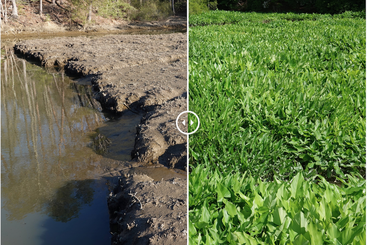 Seasonal Changes in a Tidal Freshwater Marsh