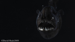 The angler fish Melanocetus murrayi.