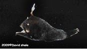 The anglerfish Lophodolos acanthognathus.