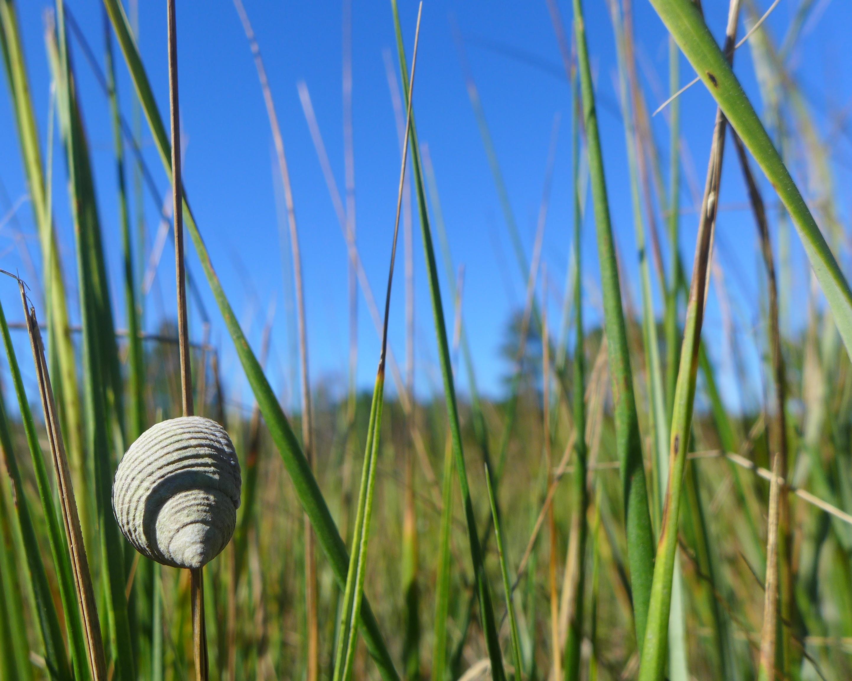 periwinkle-littoraria-irrorata-d-johnson.jpg