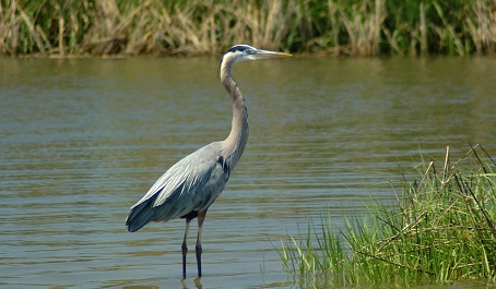 Great Blue Heron