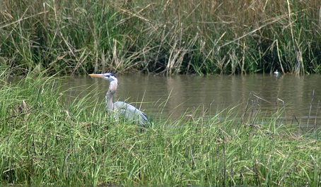 Great Blue Heron