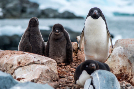 Adelie Penguins