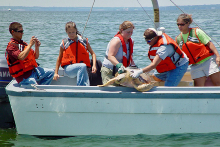 Sea Turtle Release