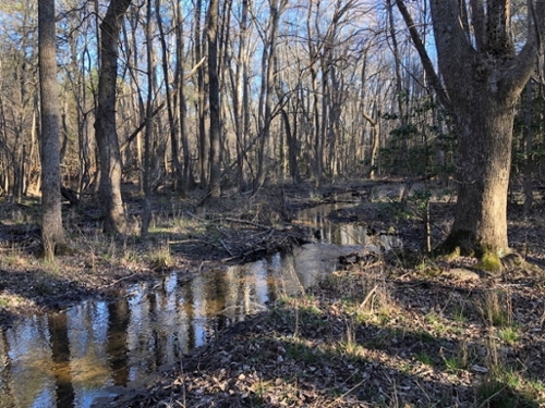 Eastern Shore Freshwater Stream