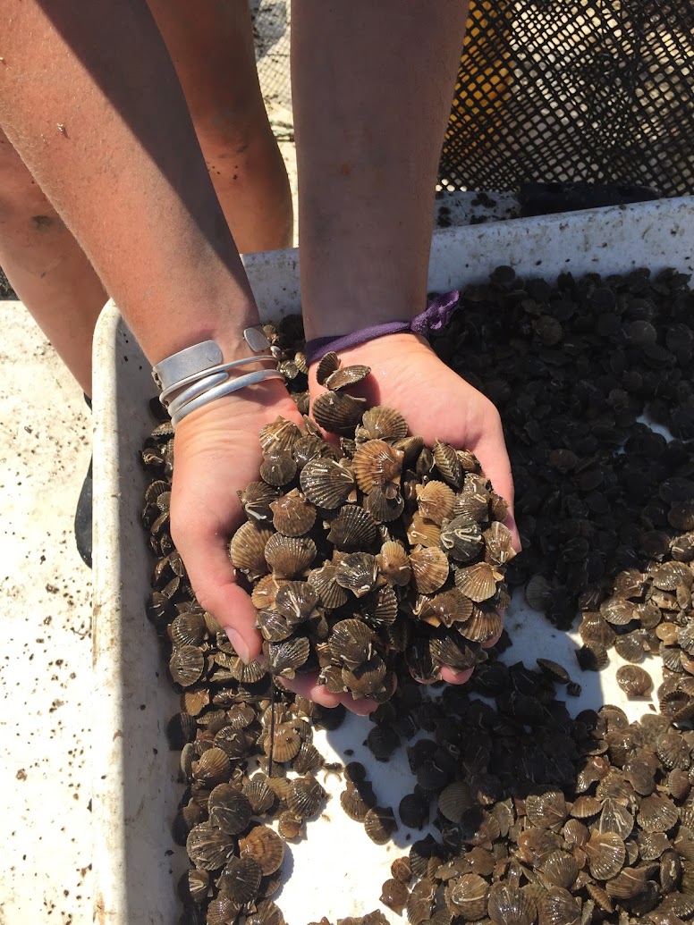 Juvenile bay scallops from grow-out cages