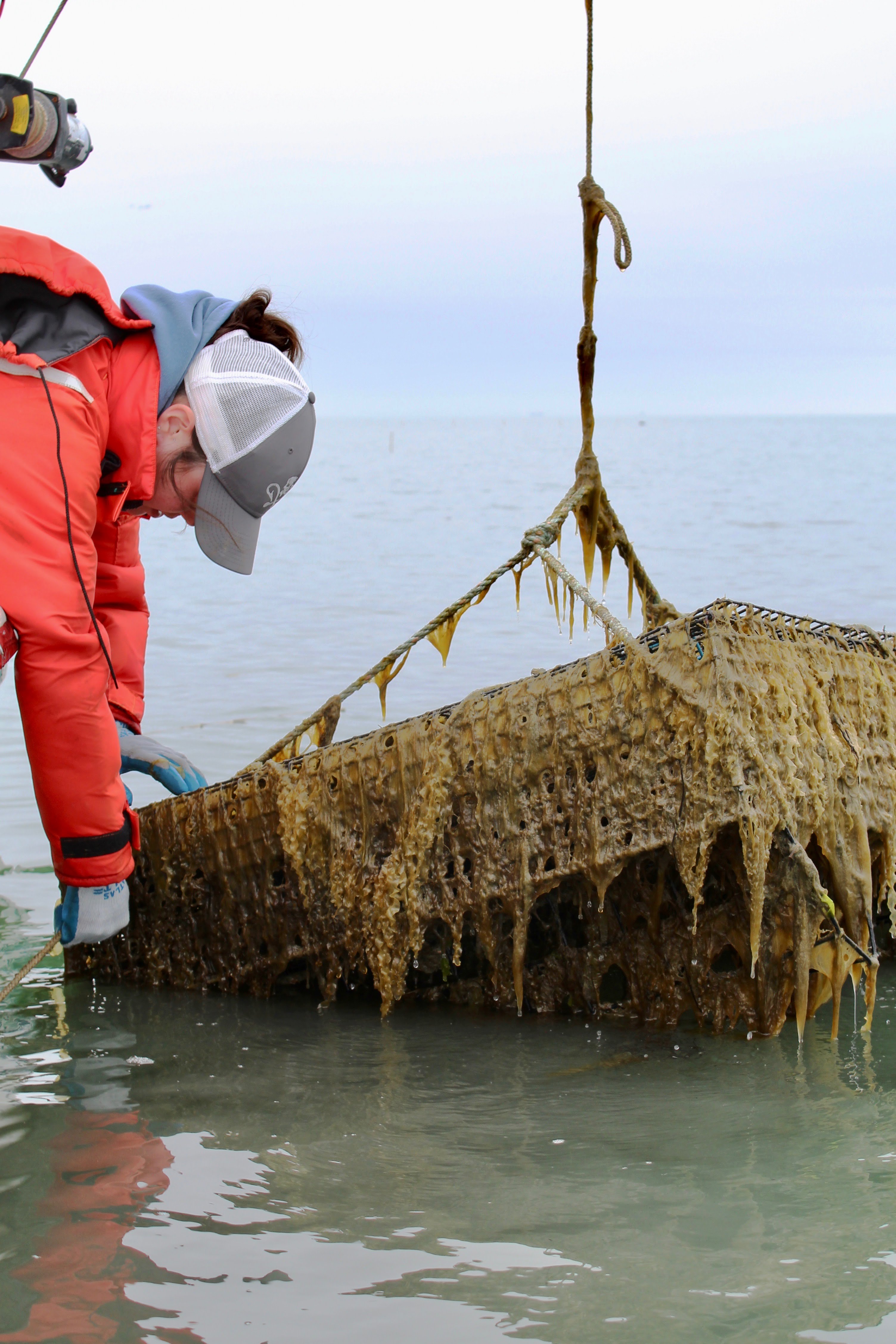 ESL staff maintains scallop cages