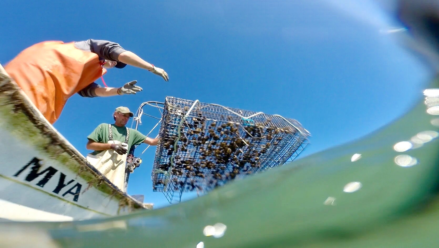 ESL staff deploys bay scallops in South Bay