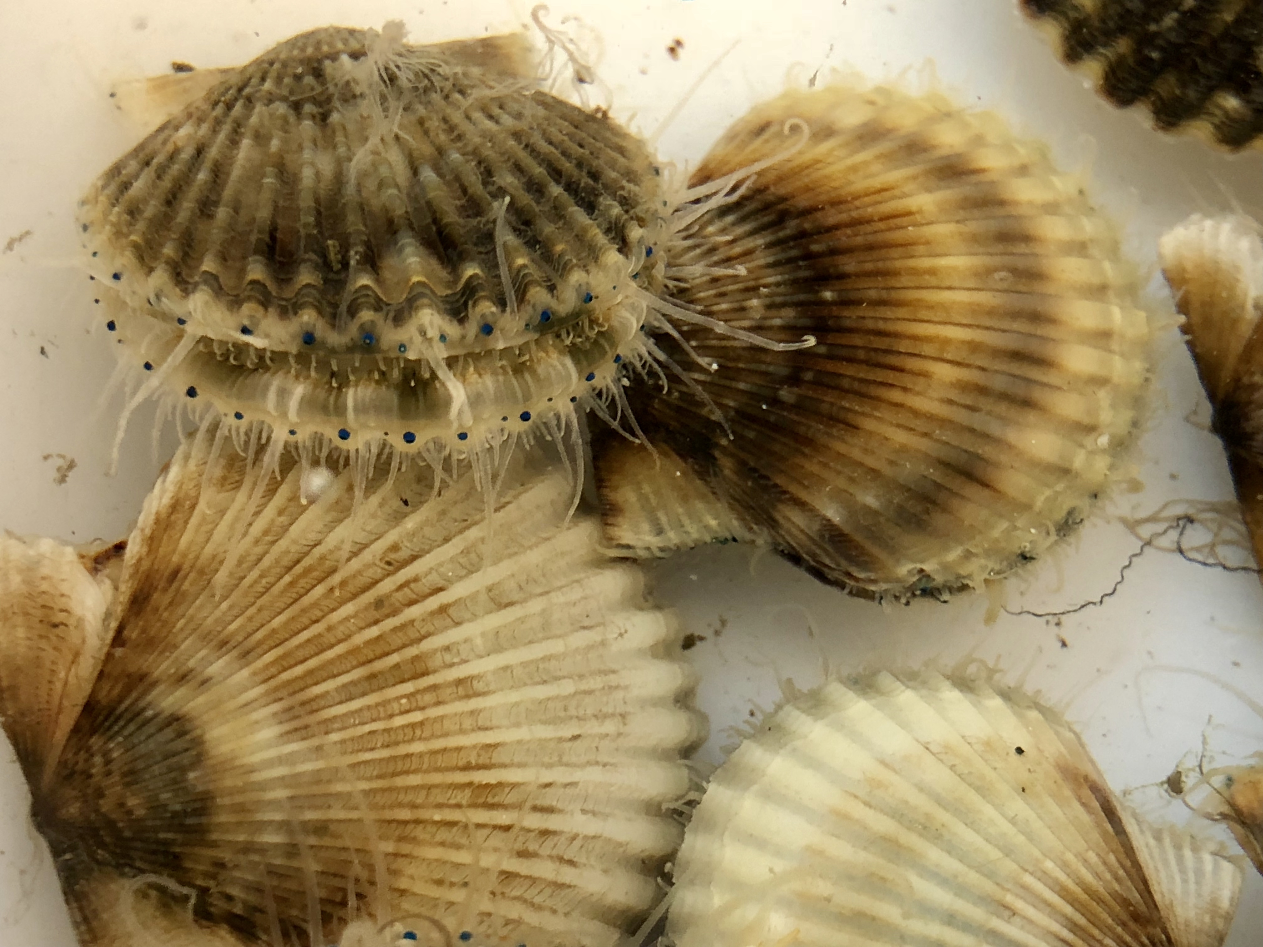 Bay scallops