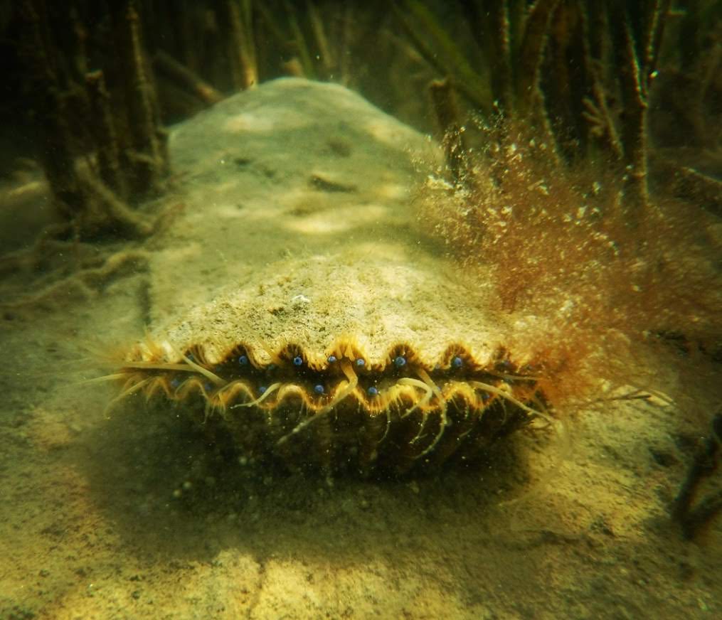 Bay scallop, Argopecten irradians, in South Bay grassbeds