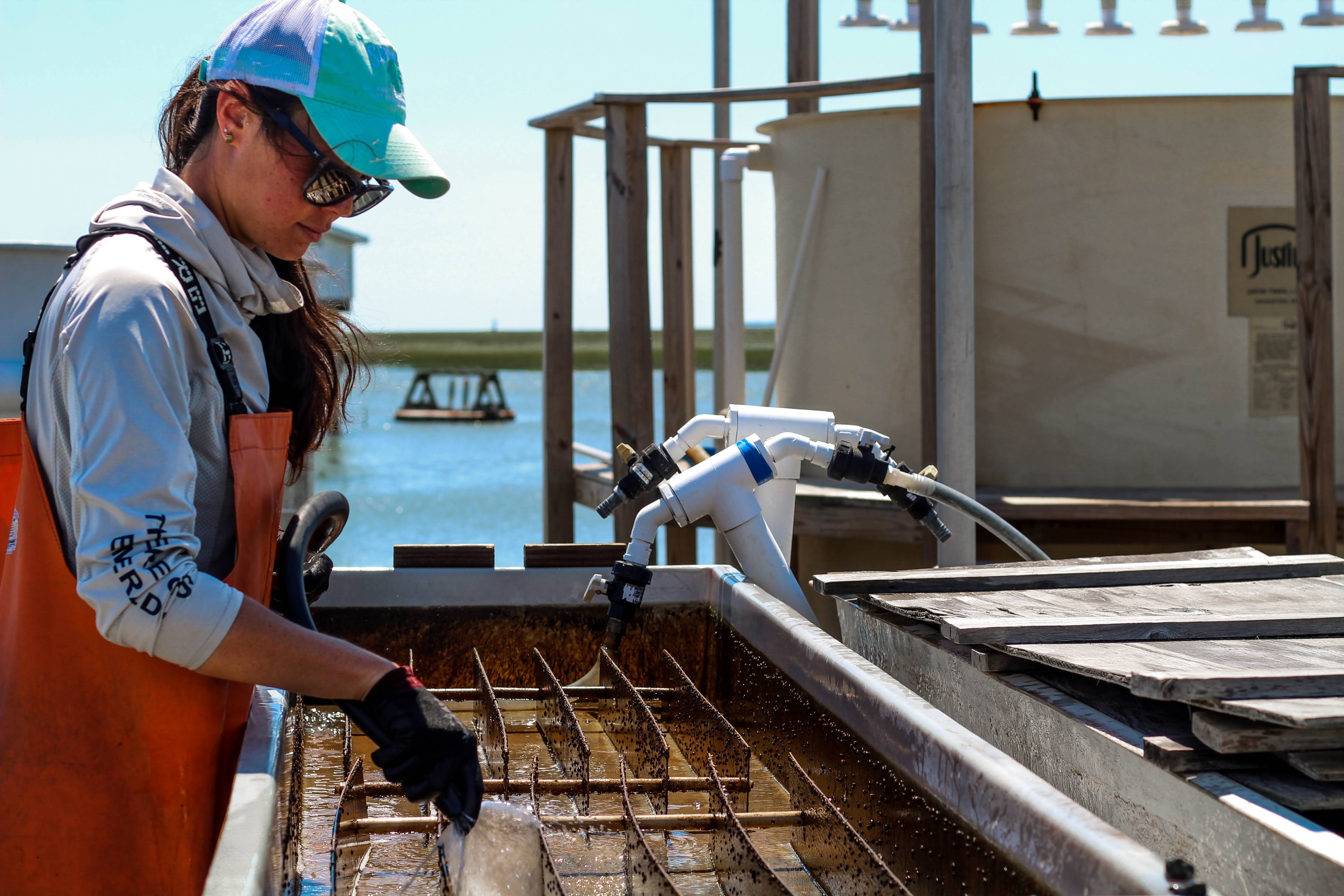 Darian Kelley maintains ESL’s scallop nursery