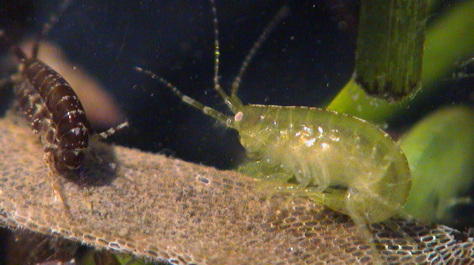 Amphipods