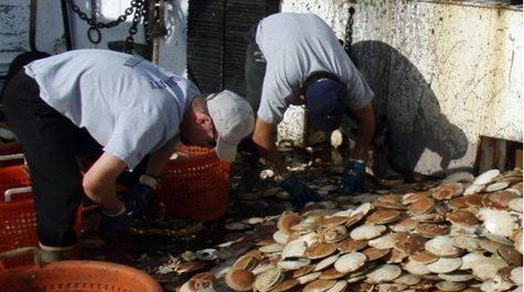 Sorting Scallops