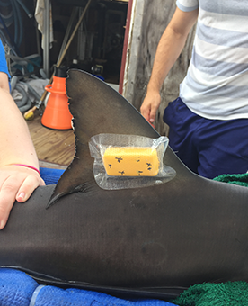 An accelerometer like the one in your smart phone helps track the movement and behavior of this sandbar shark. © D. Crear/VIMS