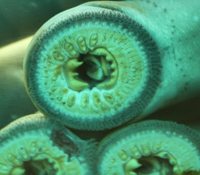 The Pacific lamprey Entosphenus tridentatus resembles the western Atlantic lamprey that Wagner studies. Photo by David Malmquist.