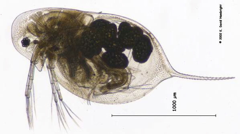 daphnia_mendotae.jpg