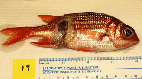 Squirrelfish