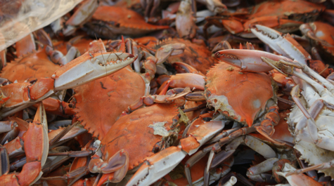 Blue Crabs