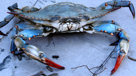 Callinectes sapidus