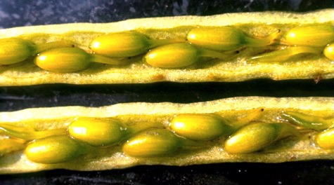 zostera_fruits.jpg