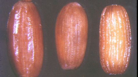 zostera_seed.jpg