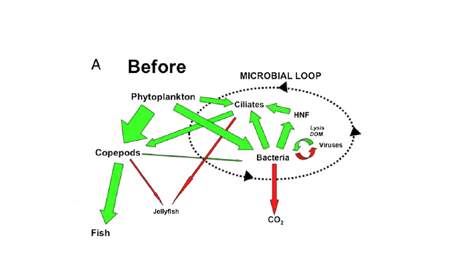 Planktonic Food Web