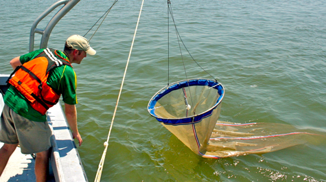 Jellyfish Sampling