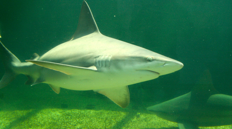 Sandbar Shark