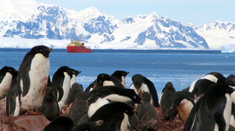 Penguins