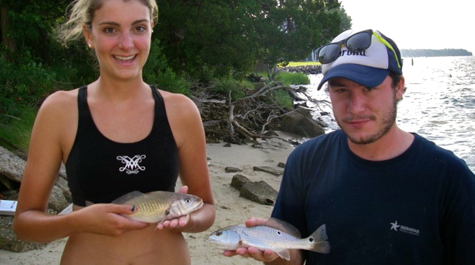 Juvenile Striped Bass