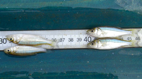 Juvenile Striped Bass