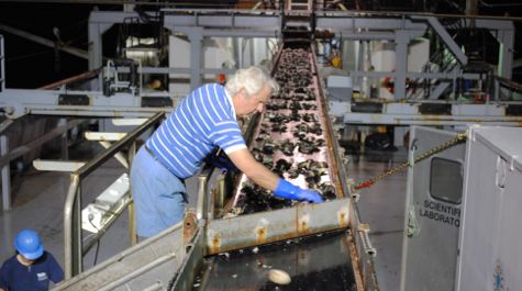 Sorting Clams