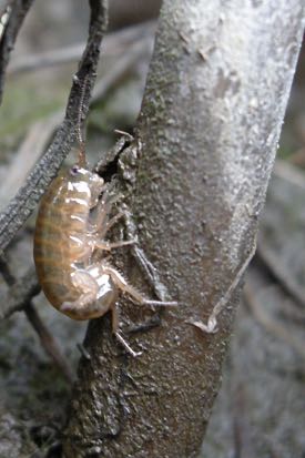 When uninfected by a parasite, the amphipod {em}Orchestia grillus{/em} is brown and hides amidst blades of marsh grass. © D. Johnson/VIMS.