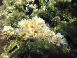 {em}Pocillopora damicornis{/em}, the coral species Rivest used in a comparative study of reefs in Taiwan and Moorea, French Polynesia. © Brian Rivest.