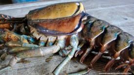 A molting lobster. When spring warmth—a seasonal cue for lobster molting—arrives earlier in the year, lobsters also molt earlier in the year, giving epizootic shell disease a jump start on its progression into and through the summer months. Photo courtesy Joey Ciaramitaro.