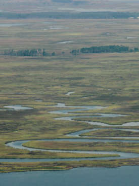 U.S. coastal wetlands generally lack dikes or levees, allowing marshes to migrate landward into coastal forests. © M. Kirwan/VIMS.