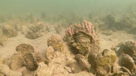 Restored Oyster Reef