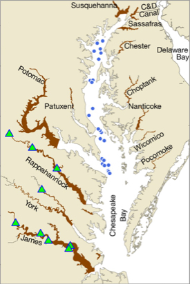 Stocking locations (green triangles) and current distribution (brown) of non-native blue catfish in the Chesapeake Bay. Blue dots show where blue catfish were collected from the Bay mainstem in 2018 and 2019. Blue catfish have not yet been recorded from the Delaware Bay. 