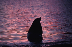 A fur seal at Bird Island in South Georgia. This is one of the main krill predators likely to be impacted by the krill population contracting south. © P. Bucktrout/British Antarctic Survey.