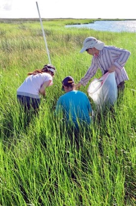 Researchers collect data on the effects of the Deepwater Horizon oil spill from a saltmarsh in Louisiana's Barataria Bay.  © I. Mendelssohn/LSU.