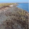 Oiled Salt Marsh