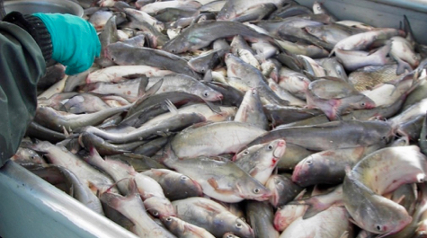 Blue Catfish Trawl