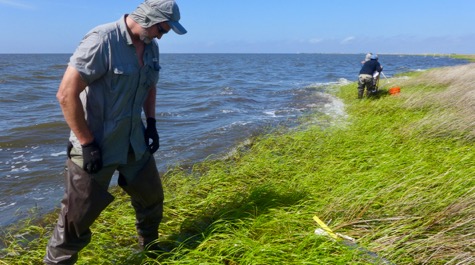 Salt Marsh Sampling