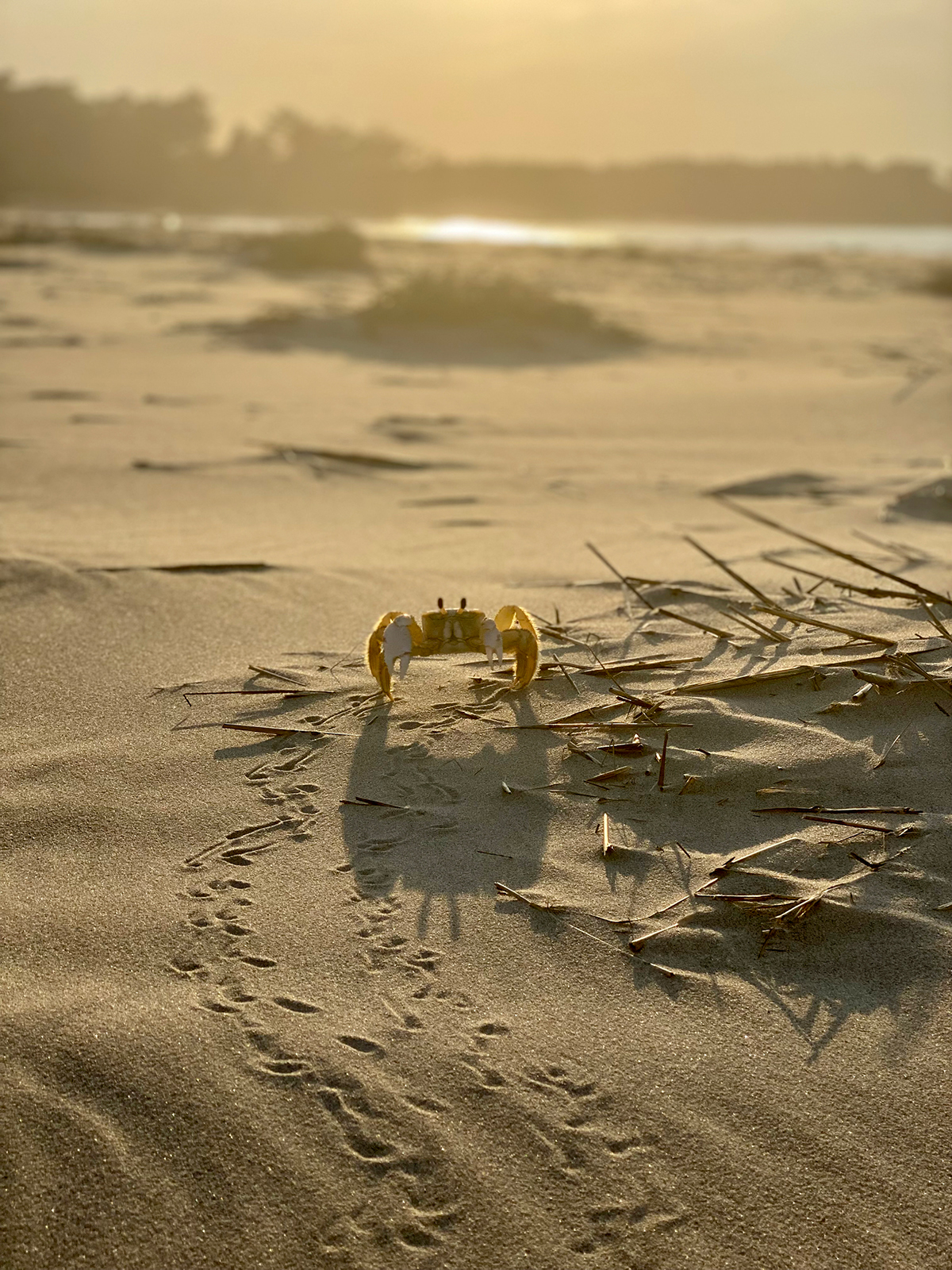 Grand Prize Winner: Crab tracks on Parramore Island