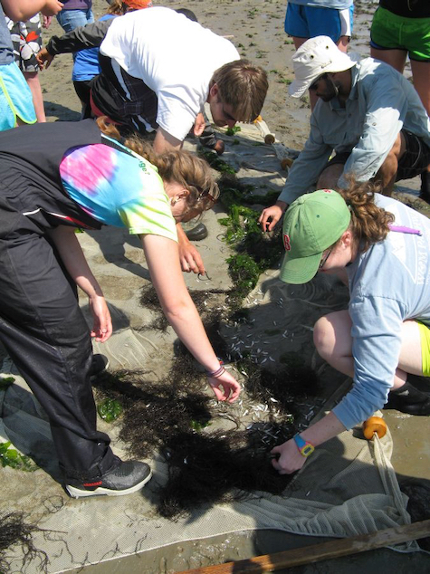 A two-week field course at VIMS’ Eastern Shore Laboratory is a highlight for undergraduates pursuing W&M’s minor in marine science.